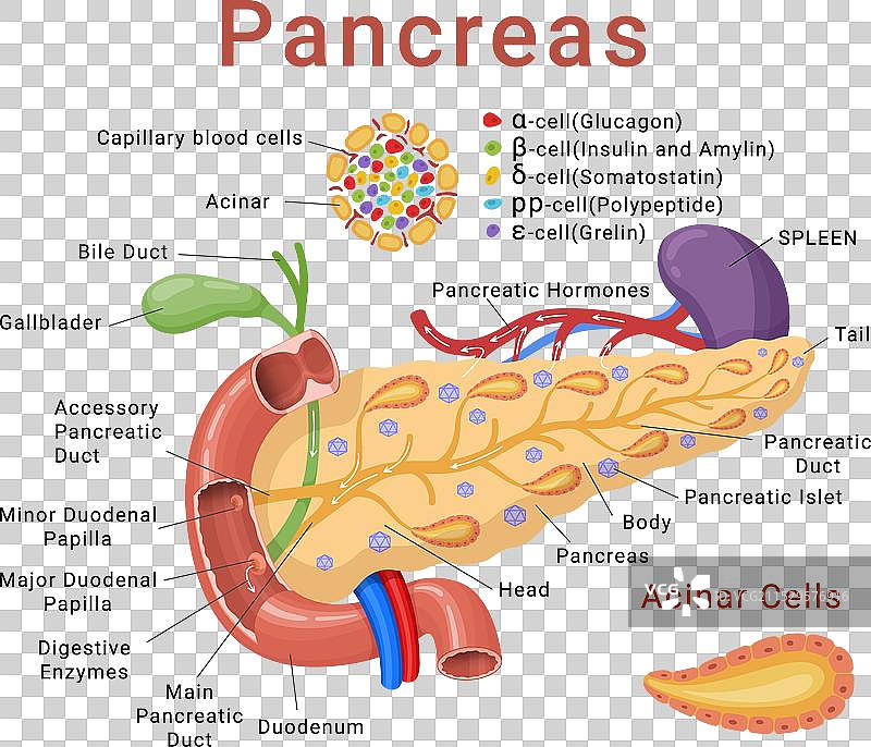 胰腺信息图医学示意图解剖结构图片素材