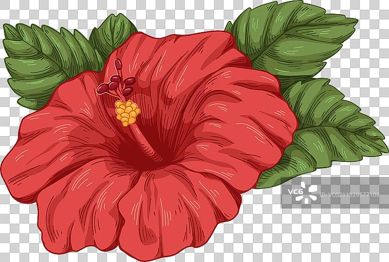 红色木槿花蕾与盛开的叶子图片素材