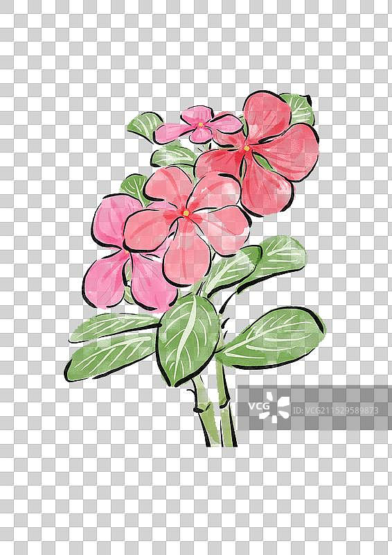 国潮风花朵插画元素-长春花图片素材