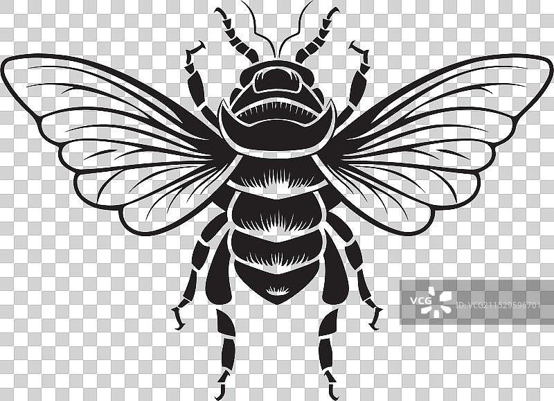 黑色蝉的雕刻旋律标志，单色设计图片素材