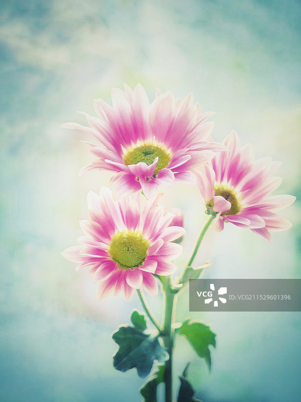 千头菊特写镜头图片素材