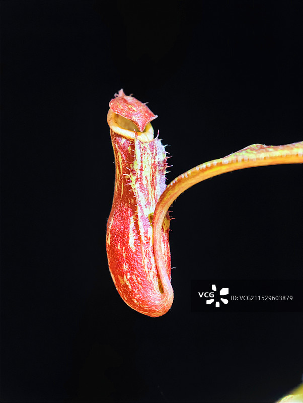 猪笼草图片素材