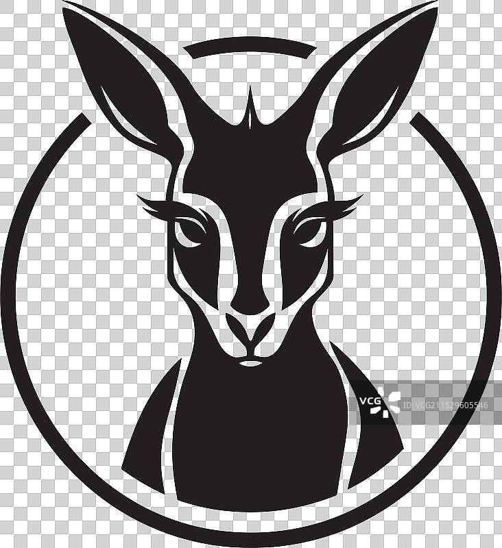 运动中的袋鼠 探险者袋鼠 拳击袋鼠图片素材