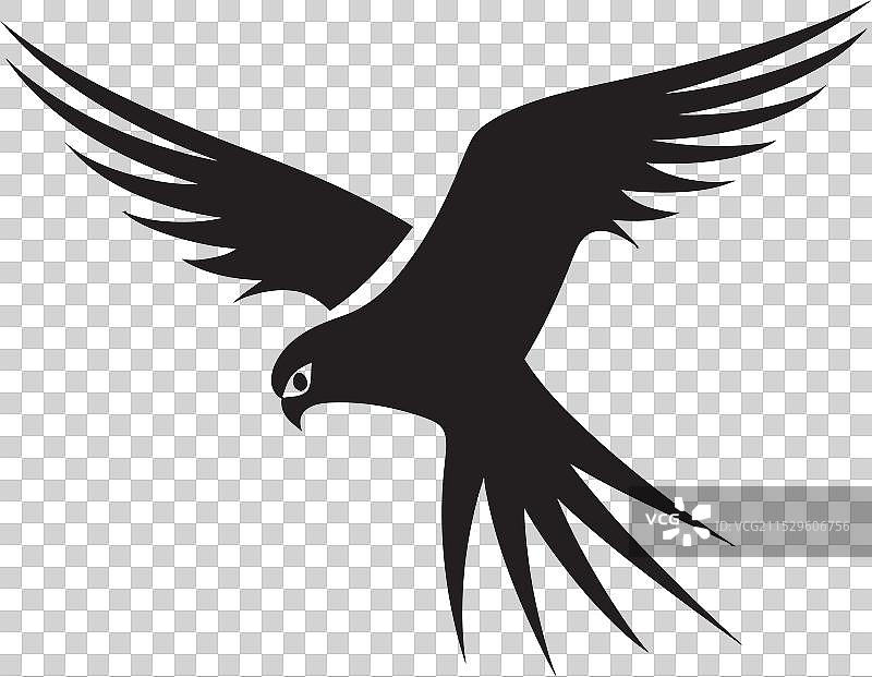 掠食性艺术抽象雀鹰印象图片素材