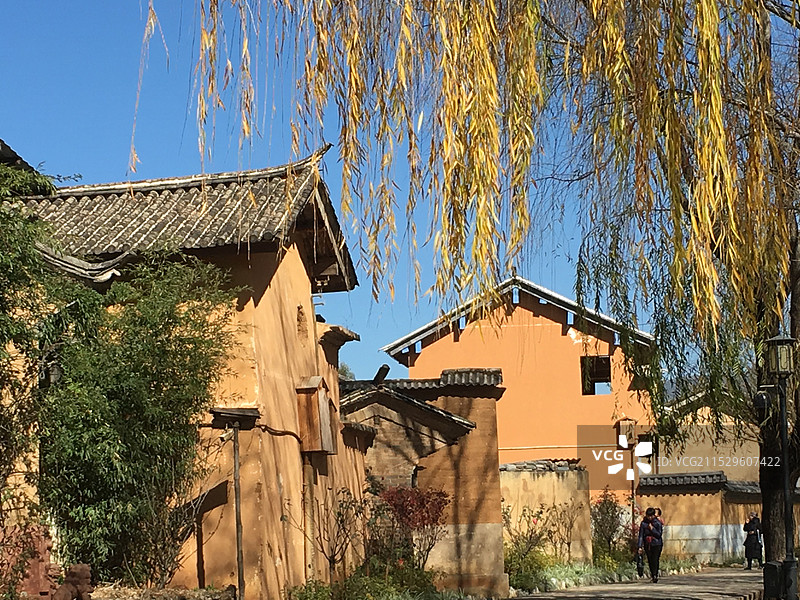 柳树和建筑物仰天俯视图片素材