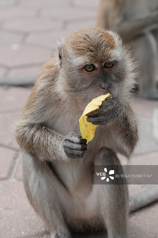猴子图片素材