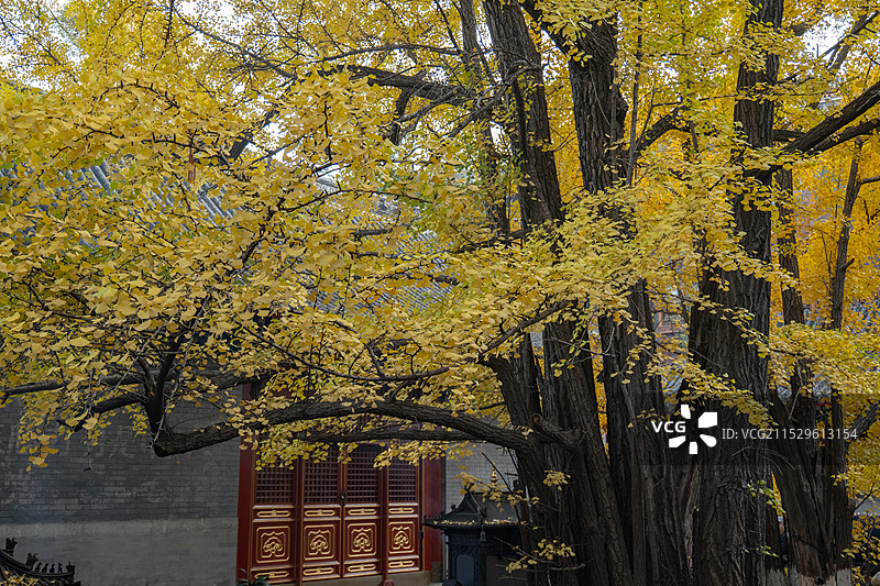 八大处图片素材