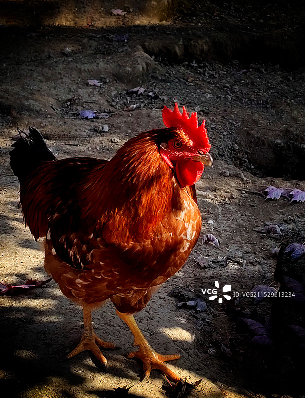 光影里的大公鸡图片素材