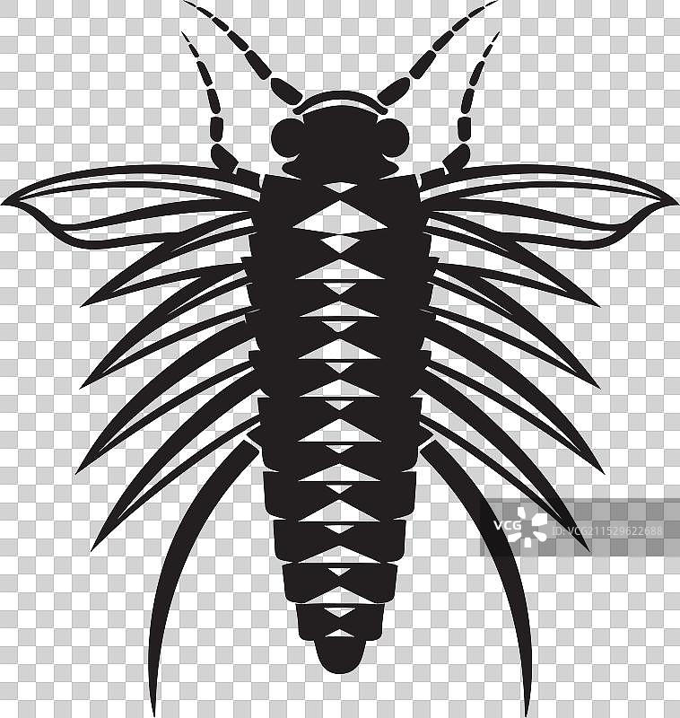 雄伟的午夜银鱼图形昆虫图片素材