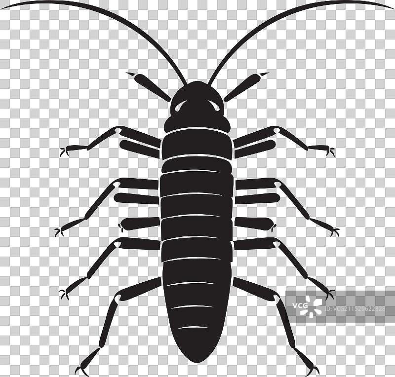 夜间海洋的壮丽与银鱼的光辉图片素材