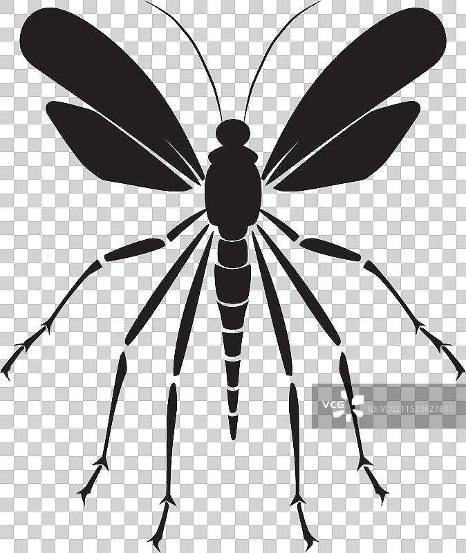 黑白昆虫艺术 昆虫之美图片素材