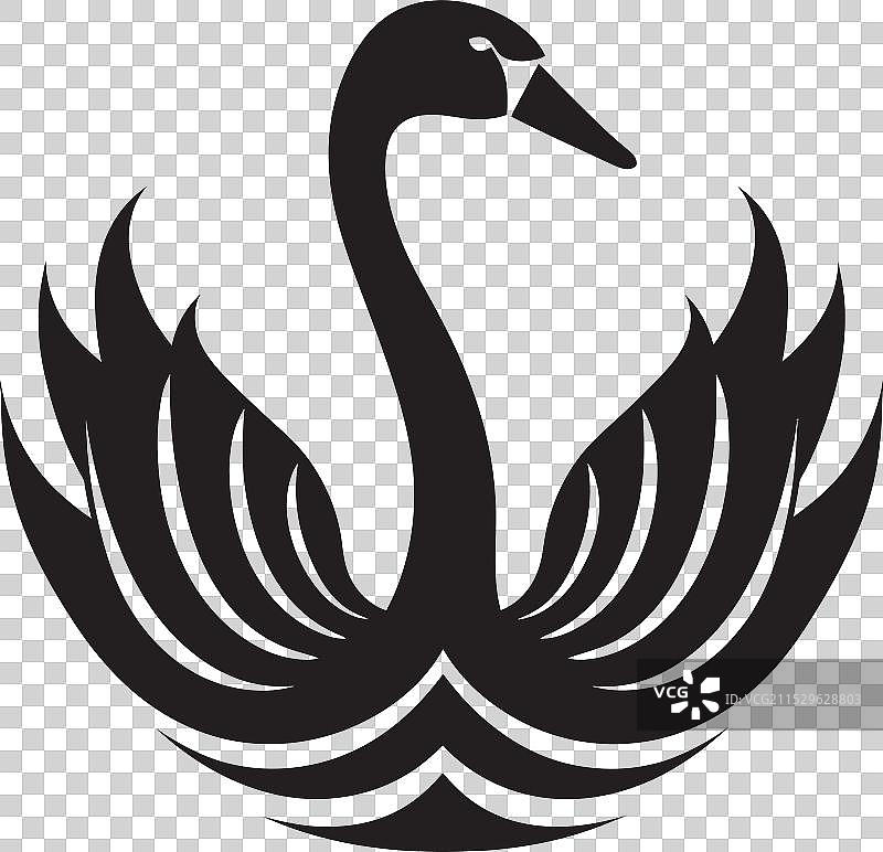 黑天鹅的象征意义与天鹅的威严图片素材