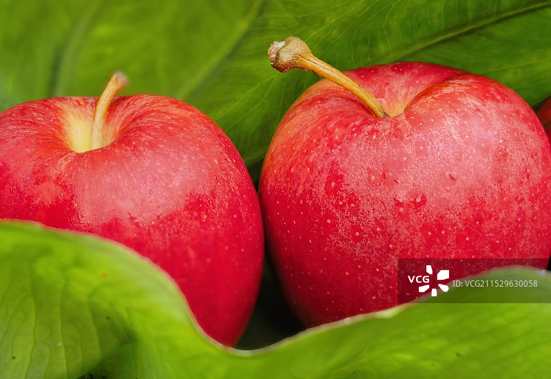 静物·红苹果图片素材