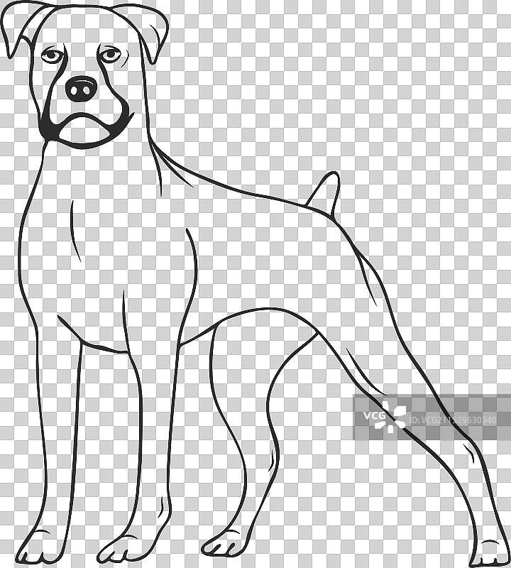站立的拳师犬被抚摸图片素材