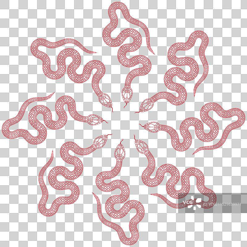 红色的蛇组合图案图片素材