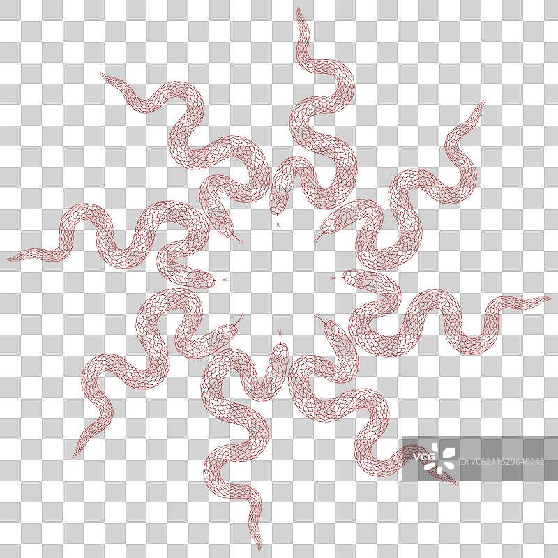 红色的蛇组合图案图片素材