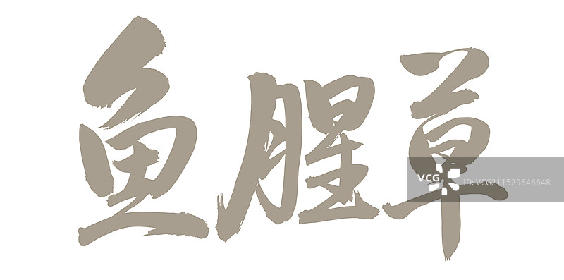手书手写汉字书法字体 鱼腥草图片素材