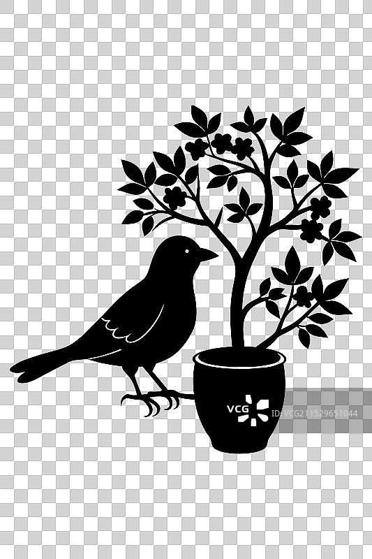 优雅的鸟与树影的水壶图片素材