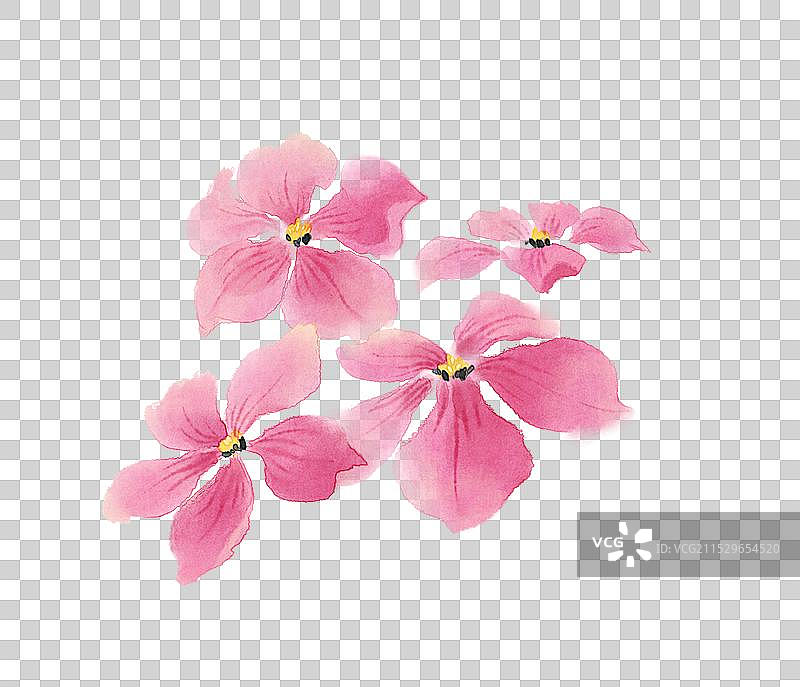 冬季长春花花卉-国风古风水墨水彩肌理元素图片素材