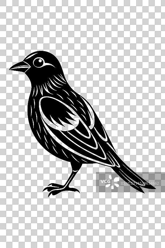 优雅的鸟与树影的水壶图片素材