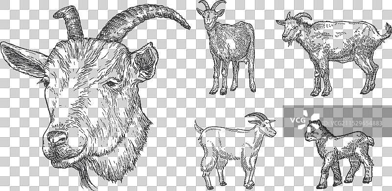 手绘的家养山羊和山羊仔动物图像图片素材
