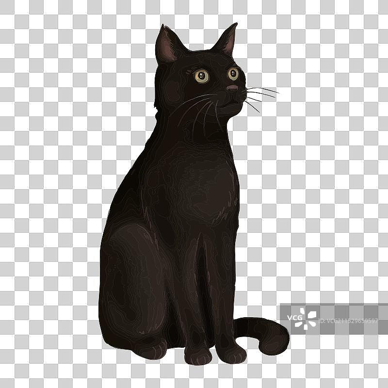 卡通风格的黑猫在午夜静坐图片素材