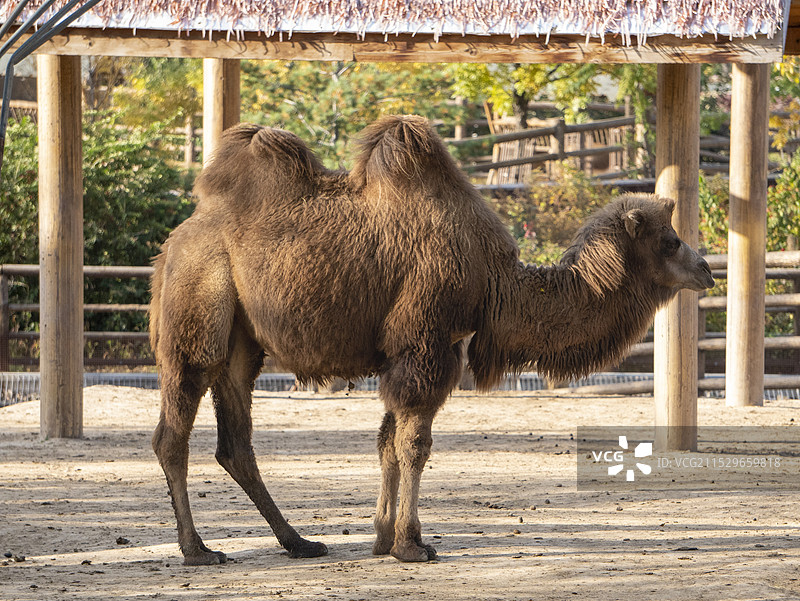太原动物园图片素材