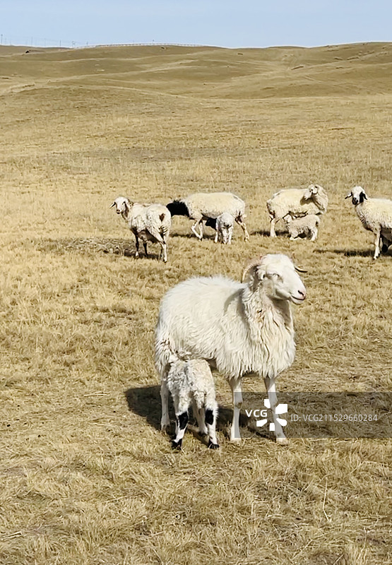 和田策勒县昆仑圣境（板兰格景区）图片素材