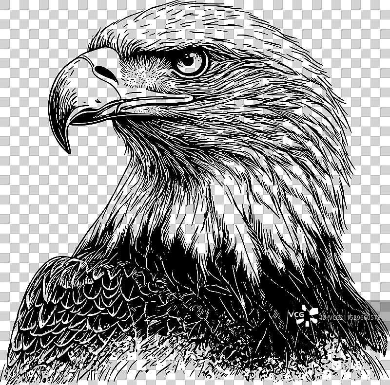 秃头鹰肖像图片素材