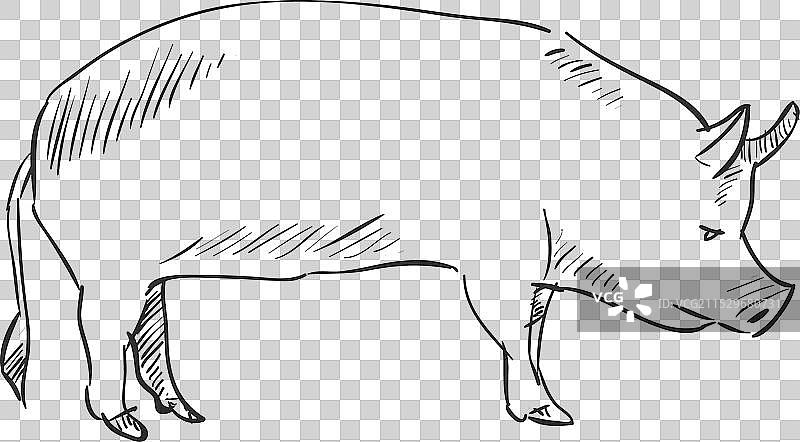 手绘猪图片素材