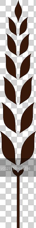 split wheat spike cut-out图片素材