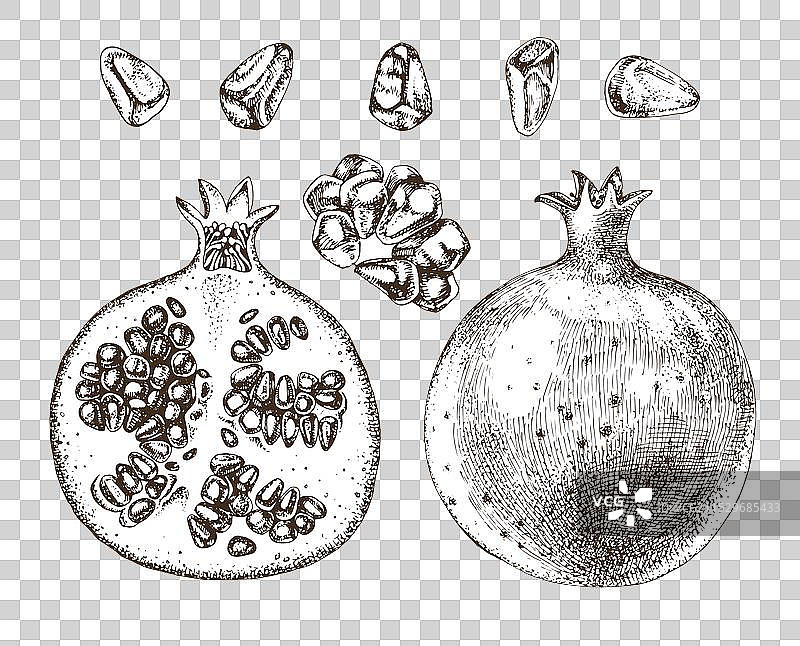 手绘的石榴果实和种子图片素材