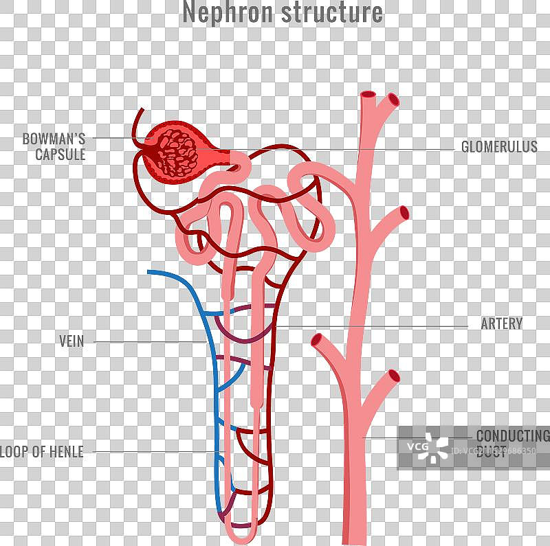 肾脏中肾单位的结构图片素材