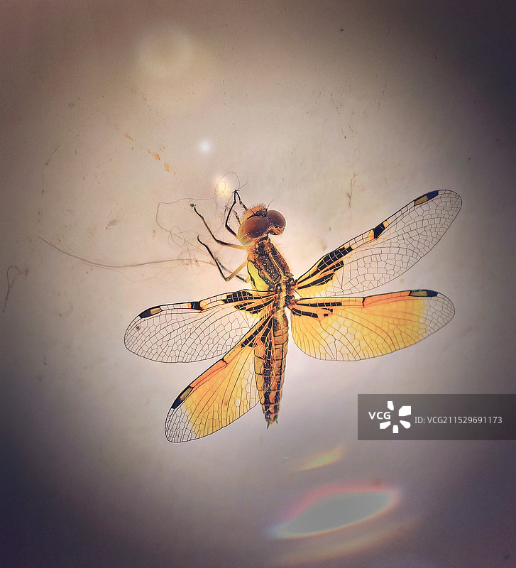 蜻蜓的特写镜头图片素材