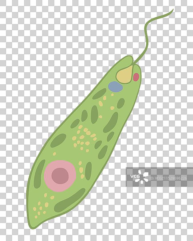 白色背景上的绿藻图片素材