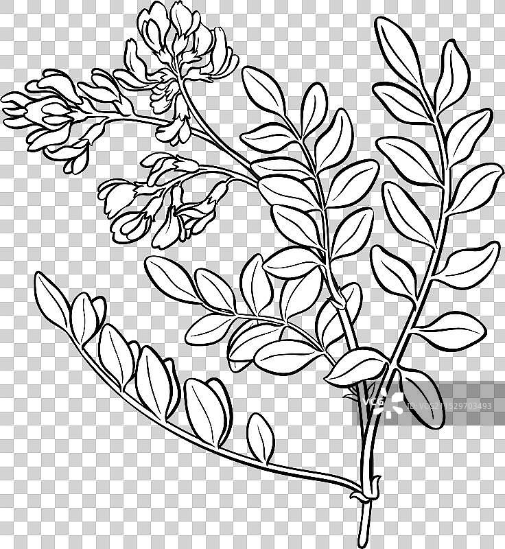 孤立的黄芪枝条轮廓图片素材