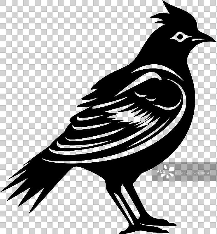 鸽子 - 黑白色图片素材