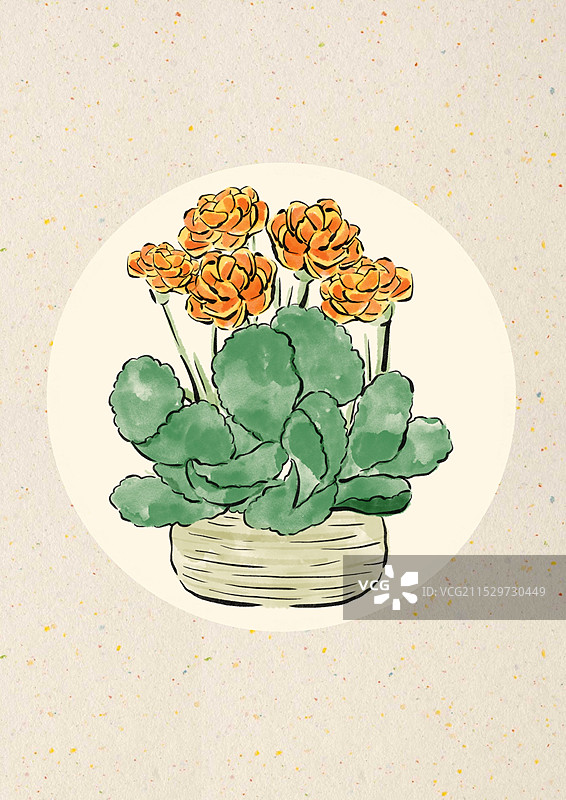 国潮风花卉插画-长寿花图片素材