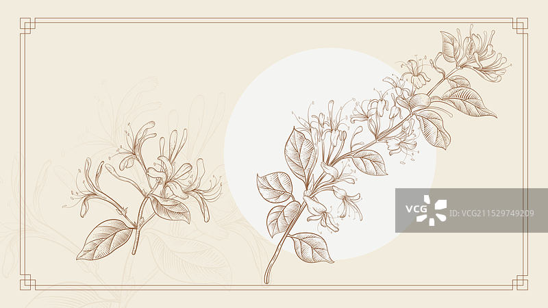 古风金银花忍冬插画图片素材