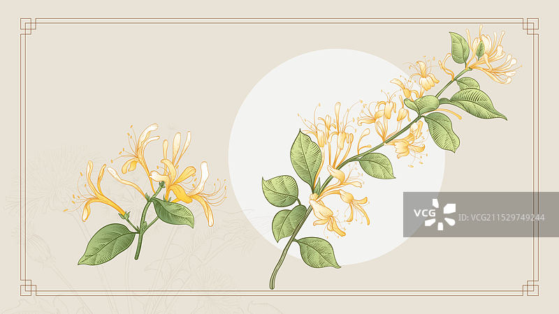 古风金银花忍冬插画图片素材