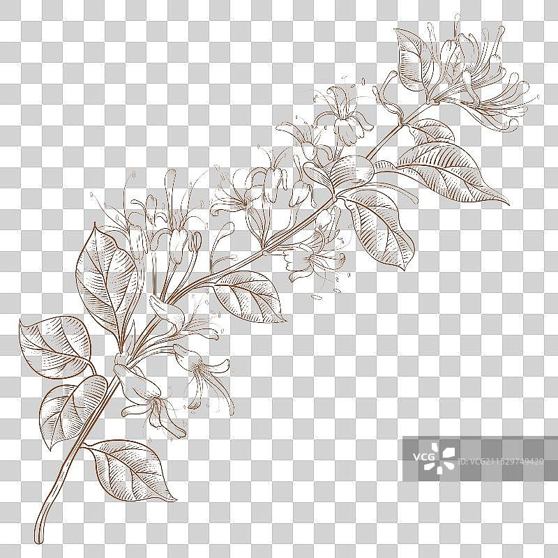 钢笔金银花线稿图片素材