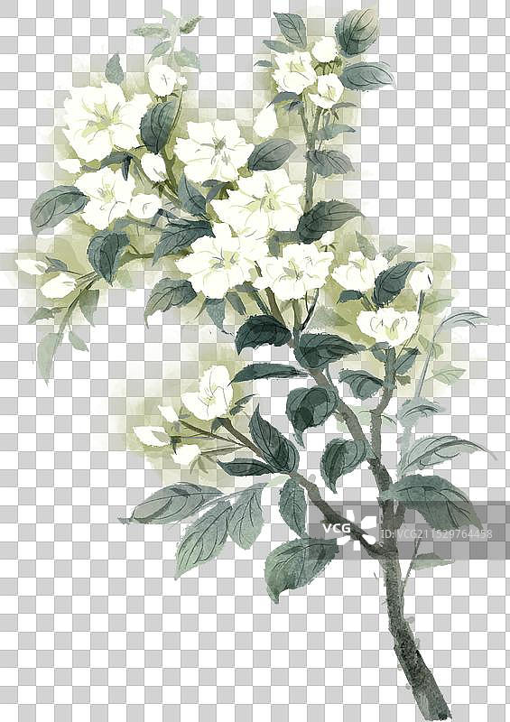 中国画水墨风水彩花卉茉莉花橘子花图片素材