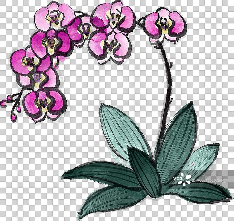 中国画水墨风水彩花卉玫粉红色蝴蝶兰色块纹理质感毛笔描线图片素材