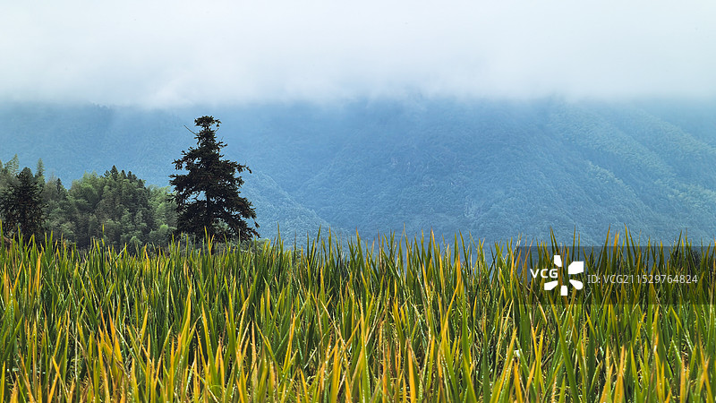 云和梯田图片素材