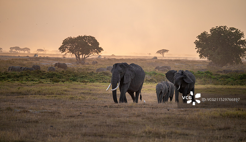夕阳下的大象图片素材