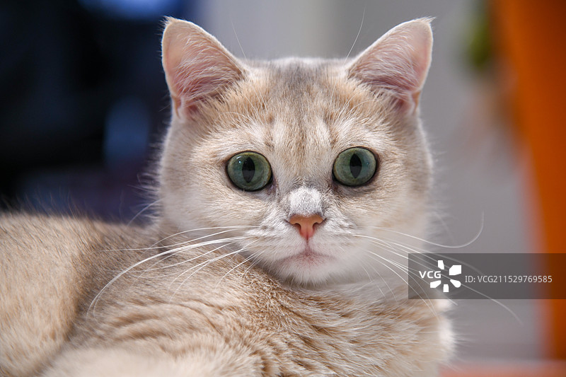 一只叫叉烧的猫的特写肖像图片素材