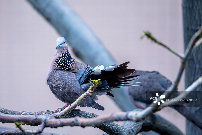 展开羽毛的珠颈斑鸠图片素材