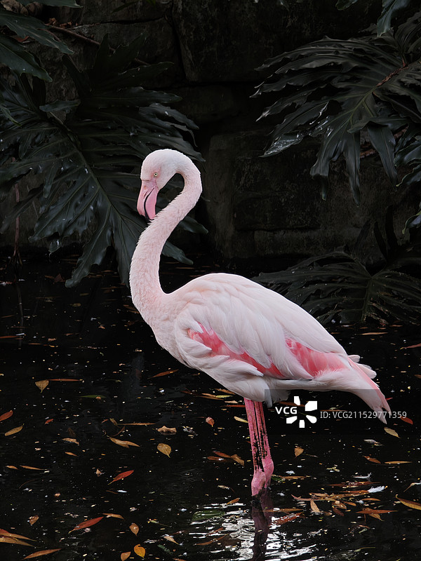火烈鸟图片素材