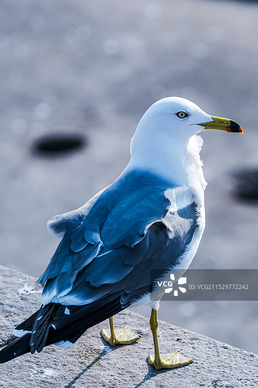 海鸥栖息在挡土墙上的特写镜头图片素材