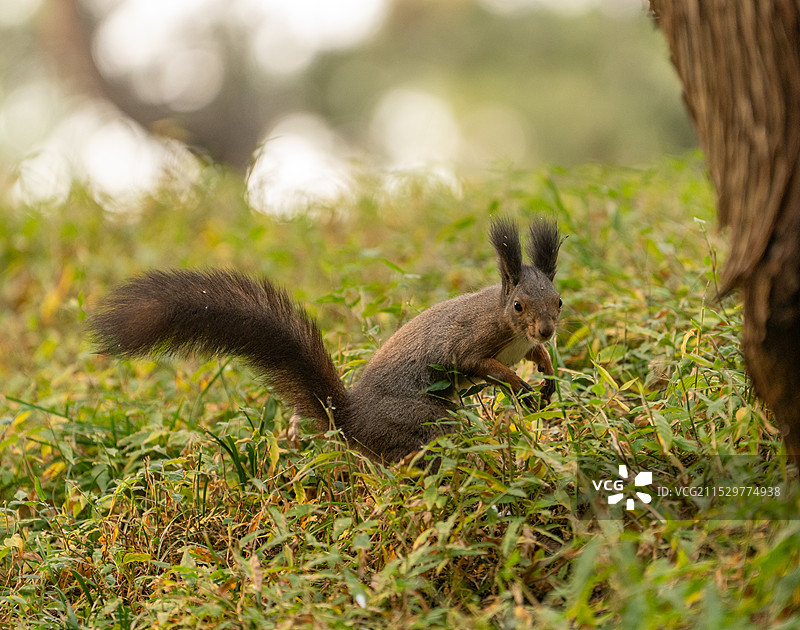草地上的松鼠特写镜头图片素材